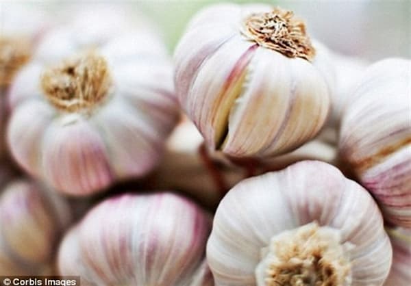 تصویر 1 از خرید و فروش سیر طارم با شرایط فوق العاده